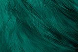 Fototapeta Konie - Beautiful dark green viridian vintage color trends feather texture background