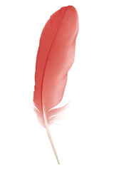 Wall Mural - Beautiful red maroon feather isolated on white background