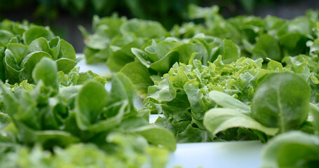 Salad farm vegetable green oak lettuce. Close up fresh organic hydroponic vegetable plantation produce green salad hydroponic cultivate farm. Green oak lettuce salad in green Organic plantation Farm