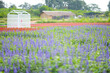 BLUE SALVIA flower garden travel location