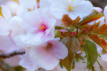 Canvas Print - Full Bloom Cherry Blossom at Ninnaji  Temple in Kyoto Japan 
