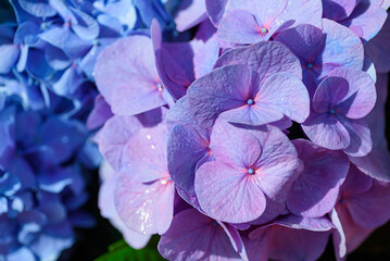 Wall Mural - Purple hydrangea flowers blooming in spring garden
