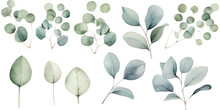 Watercolor Eucalyptus Round Leaves And Branches Set. Hand Painted Baby, Seeded And Silver Dollar Eucalyptus Elements 