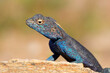 Portrait of a male southern rock agama (Agama atra) sitting on a rock, South Africa.