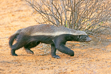 Wall Mural - a honey badger (mellivora capensis) in natural habitat, kalahari desert, south africa.