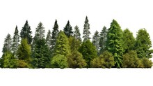 Tree Line. A Row Of Green Trees And Shrubs In Summer On A White Background.