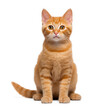 © Sim - Short hair orange cat, sitting up, isolate on transparency background png