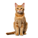 Fototapeta Koty - Short hair orange cat, sitting up isolate on transparency background png 