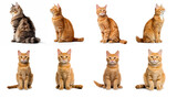 Fototapeta Koty - Set of photorealistic cat sitting isolate on transparency background png 
