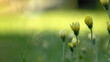 © NetPix - Yellow daisies against the blurred green background