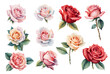 Set of roses in watercolor, a collection of vibrant and detailed flowers