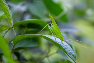 Wall Mural - Grasshopper in Nature Place