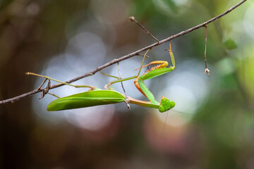 Wall Mural - Mantis religiosa in branch