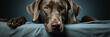Closeup of Weimaraner dog lying on the bed on a isolated blue background.Animal wide web banner