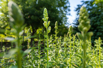 Wall Mural - tall healthy snapdragons with flower buds, ready to bloom. antirrhinum dragon flower. ornamental gar