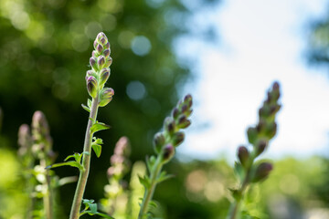 Wall Mural - tall healthy snapdragons with flower buds, ready to bloom. antirrhinum dragon flower. ornamental gar