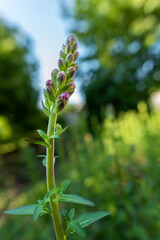 Wall Mural - tall healthy snapdragons with flower buds, ready to bloom. antirrhinum dragon flower. ornamental gar
