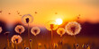 field of wheat,White petaled dandelion flower in blue,Dandelion seeds blowing in the wind change growth movement and direction concept,Dandelion develops in the wind A flower at sunrise in a field Cre