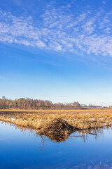 Sticker - Beaver lodge by a canal on a moor in early spring