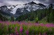© Gennady - Glade with flowers in high land with mountain view