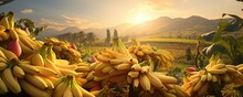 Bunches Of Bananas On Amazing Sunny Banana Plantation.