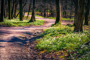 Sticker - First green plants in the spring forest with tourist footpath. Wonderful morning scene of woodland glade in March with white Anemone flowers. Beautiful floral background.