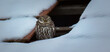 Athene noctua the little owl sits in the snow in the winter in a hole in the roof and watches the surroundings.