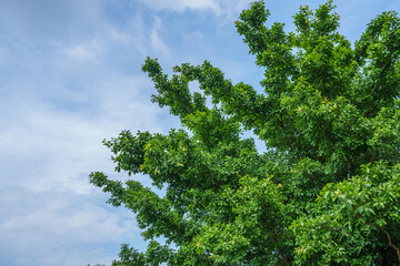 Wall Mural - green tree blue sky background.