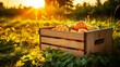 Pumpkins In The Field At Sunset - Thanksgiving And Fall Background