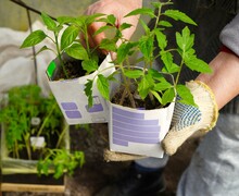 Green Tomato Seedlings In Milk Cartons With Soil Are Held By The Hands Of A Farmer's Woman In Working Cotton White Gloves Against The Background Of A Greenhouse On A Garden Plot