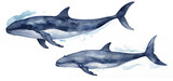Fototapeta Dziecięca - Watercolor blue whales illustration isolated on white background