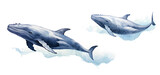Fototapeta Dziecięca - Watercolor blue whales illustration isolated on white background