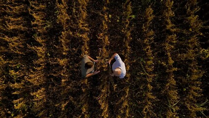 Wall Mural - Aerial view of two farmers in soy field making agreement with handshake before harvest at sunset.