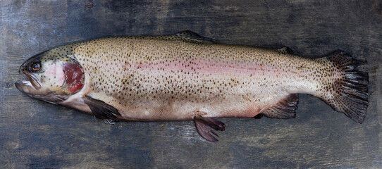 Wall Mural - Whole raw chilled rainbow trout on the black surface