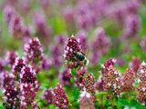 Fototapeta Kwiaty - Macierzanka zwyczajna (Thymus pulegioides L.) – gatunek rośliny należący do rodziny jasnotowatych jest rajem dla owadów  i jest cenioną rośliną lecznicą