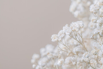 Wall Mural - Romantic lovely beige neutral color of small flowers with light background and place for text macro