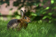 brown rex rabbit posing outdoors in grass