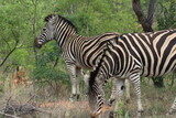 Fototapeta Sawanna - Zebras. Zebras are African equines with distinctive black-and-white striped coats. Zebras share the genus Equus with horses and asses.