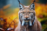 Portrait of an Iberian lynx in the wild looking at camera