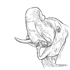 Wall Mural - Elephant head. Vector illustration of an elephant head in profile.