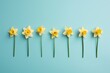  five yellow daffodils lined up in a row on a blue background with one yellow daffodil in the middle.