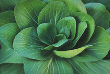 Closeup Of Leafy Green Vegetables, Chinese Cabbage, Bok Choy