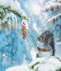 red squirrel on spruce branch looking at delicious cone. winter forest with snowy trees and snowfall