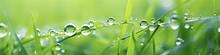 Droplets banner of morning dew on green grass
