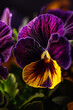 Amor-perfeito (Viola tricolor) na natureza - Fundo de tela