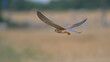 Falken (Falco) im Flug