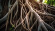 close up of tree roots