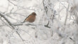 Buchfink (Fringilla coelebs) mit Schnee