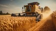 Harvest modern wheat in summer
