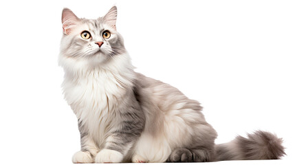 American Curl cat isolated on a transparent background